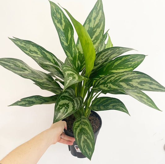 Aglaonema 'Tigress' - The Plant Lady SF