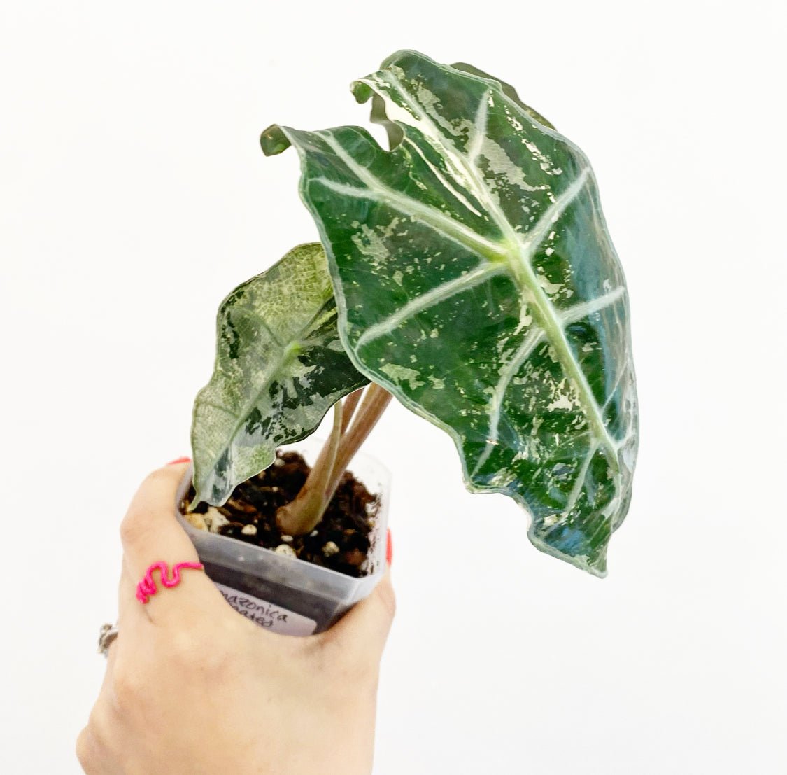 Alocasia amazonica 'Variegata - The Plant Lady SF