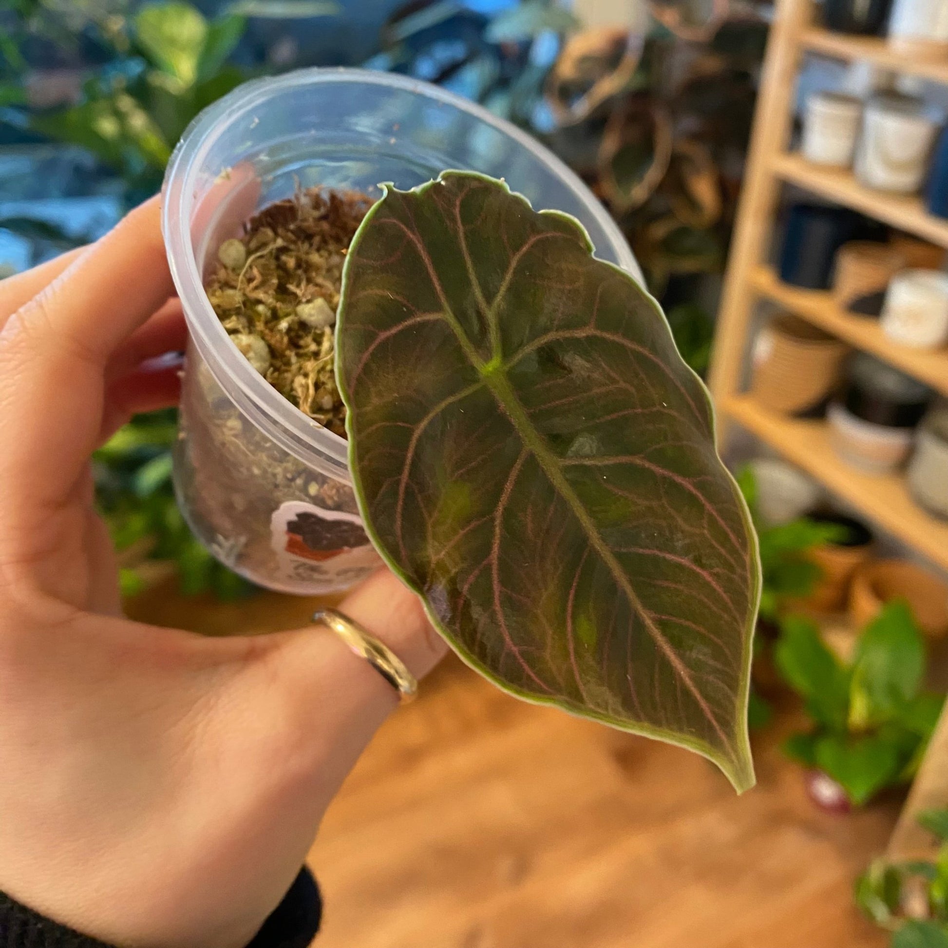 Alocasia 'Azlanii' - The Plant Lady SF