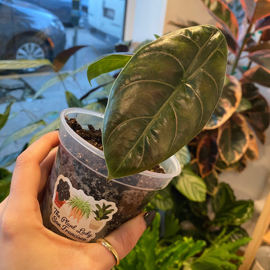 Alocasia 'Azlanii' - The Plant Lady SF