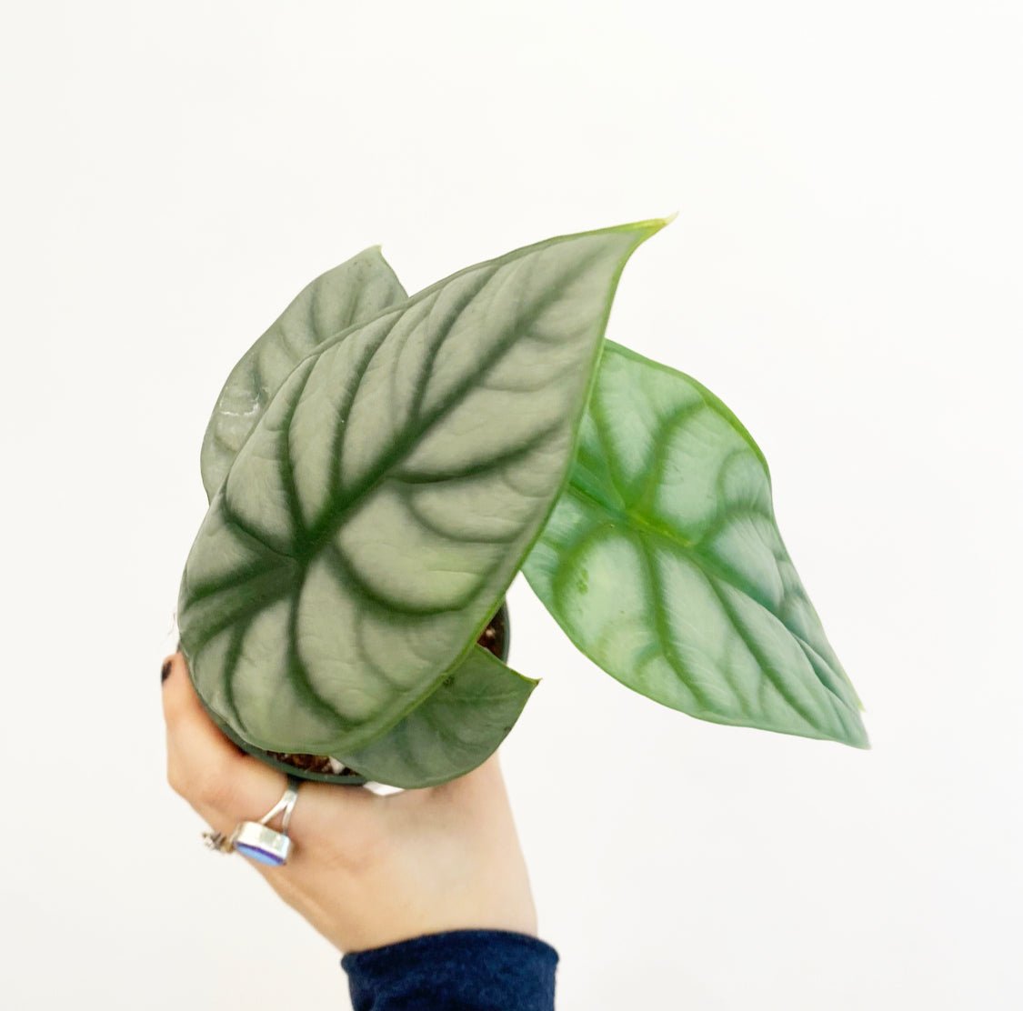 Alocasia baginda 'Silver Dragon' - The Plant Lady SF