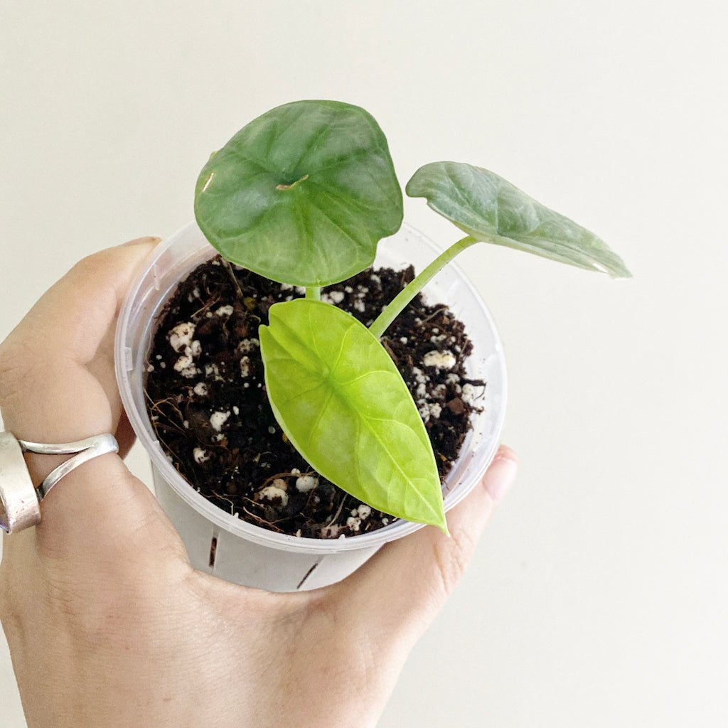 Alocasia baginda 'Silver Dragon' - The Plant Lady SF