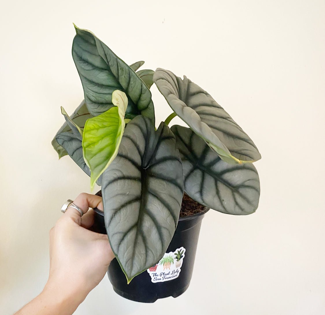 Alocasia baginda 'Silver Dragon' - The Plant Lady SF