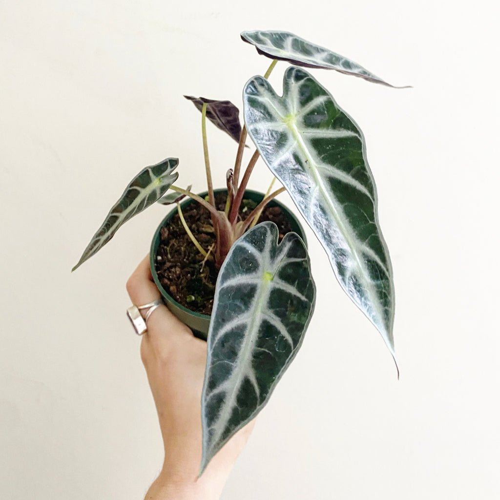 The Plant Lady SF Alocasia Bambino