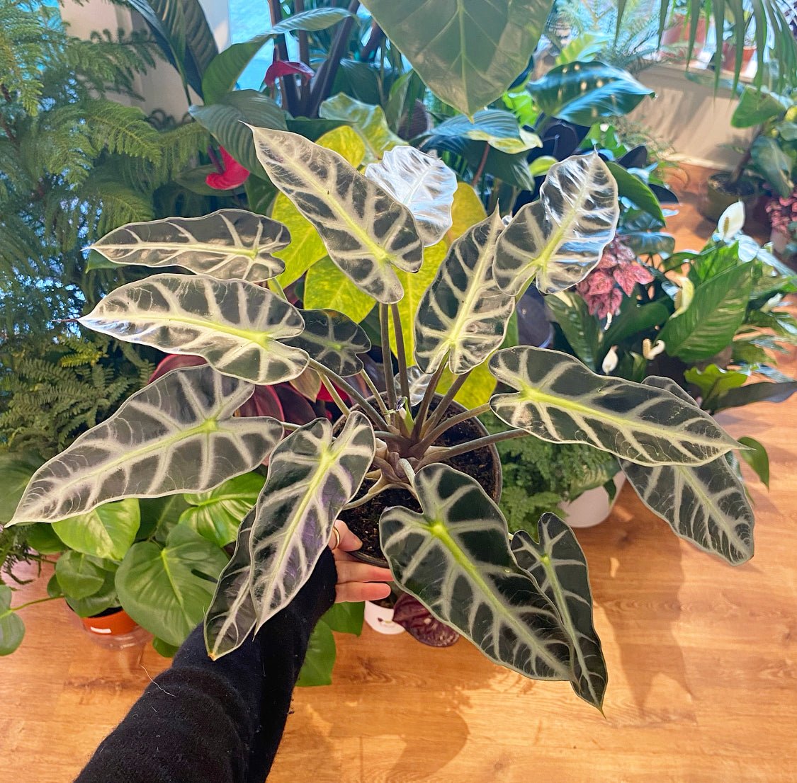 The Plant Lady SF Alocasia Bambino - Thumbnail 2