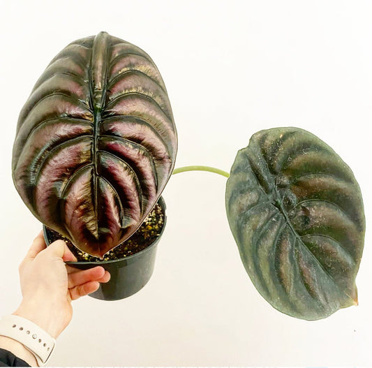 Alocasia cuprea “Red Secret” - The Plant Lady SF