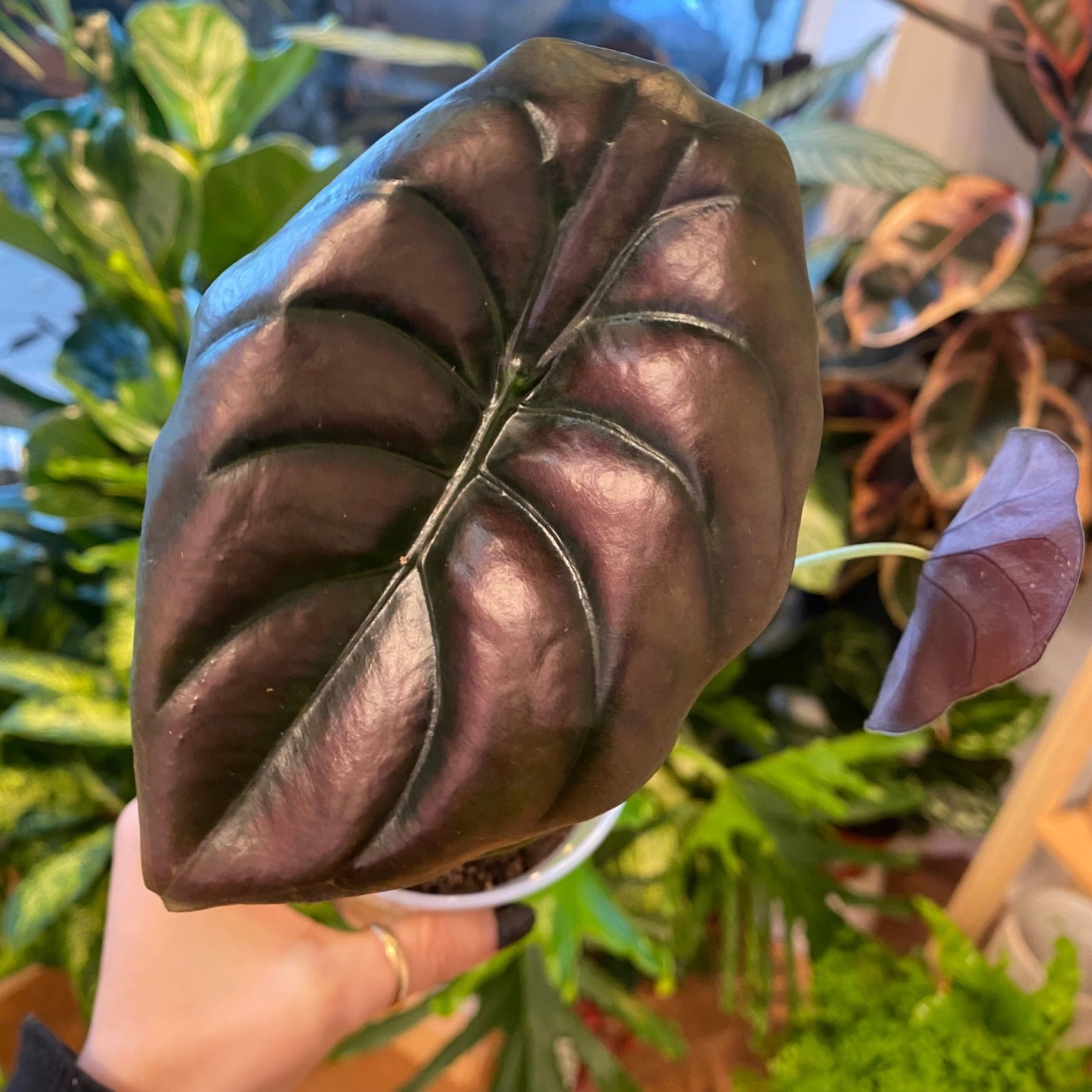 Alocasia cuprea “Red Secret” - The Plant Lady SF