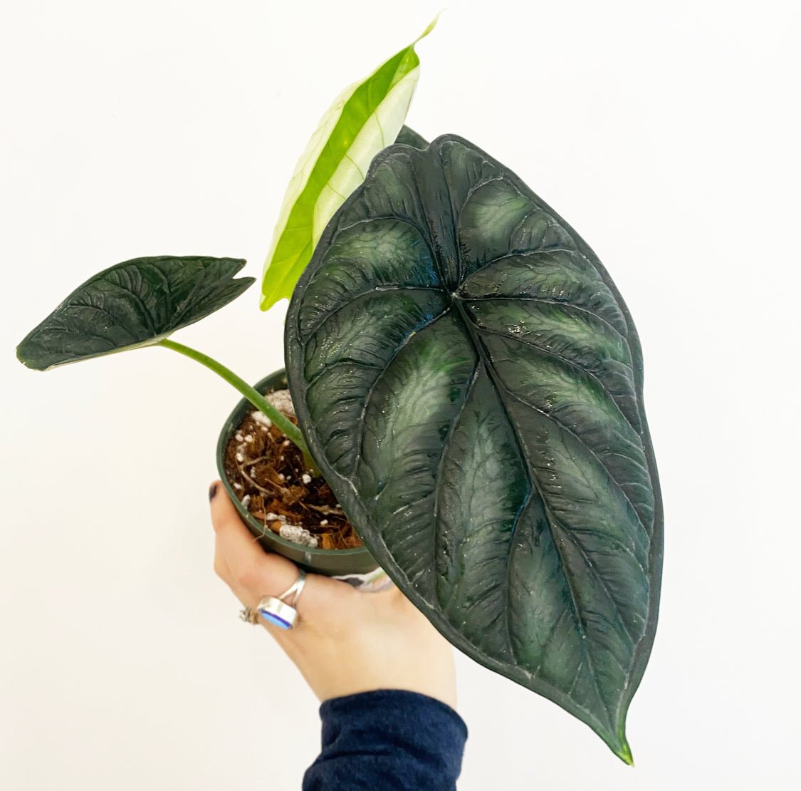 Alocasia 'Dragonscale' - The Plant Lady SF