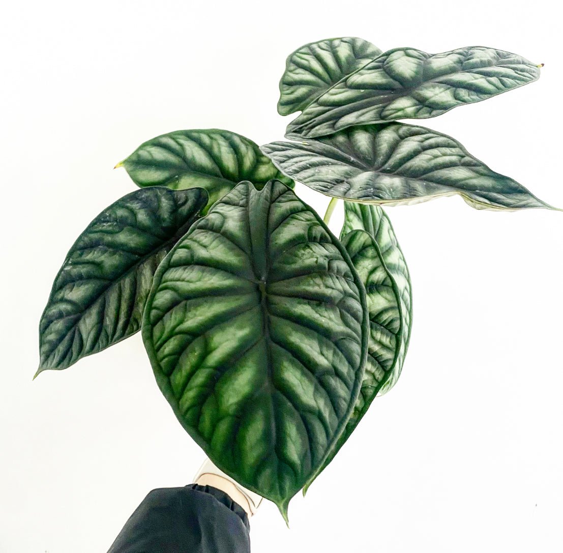 Alocasia 'Dragonscale' - The Plant Lady SF