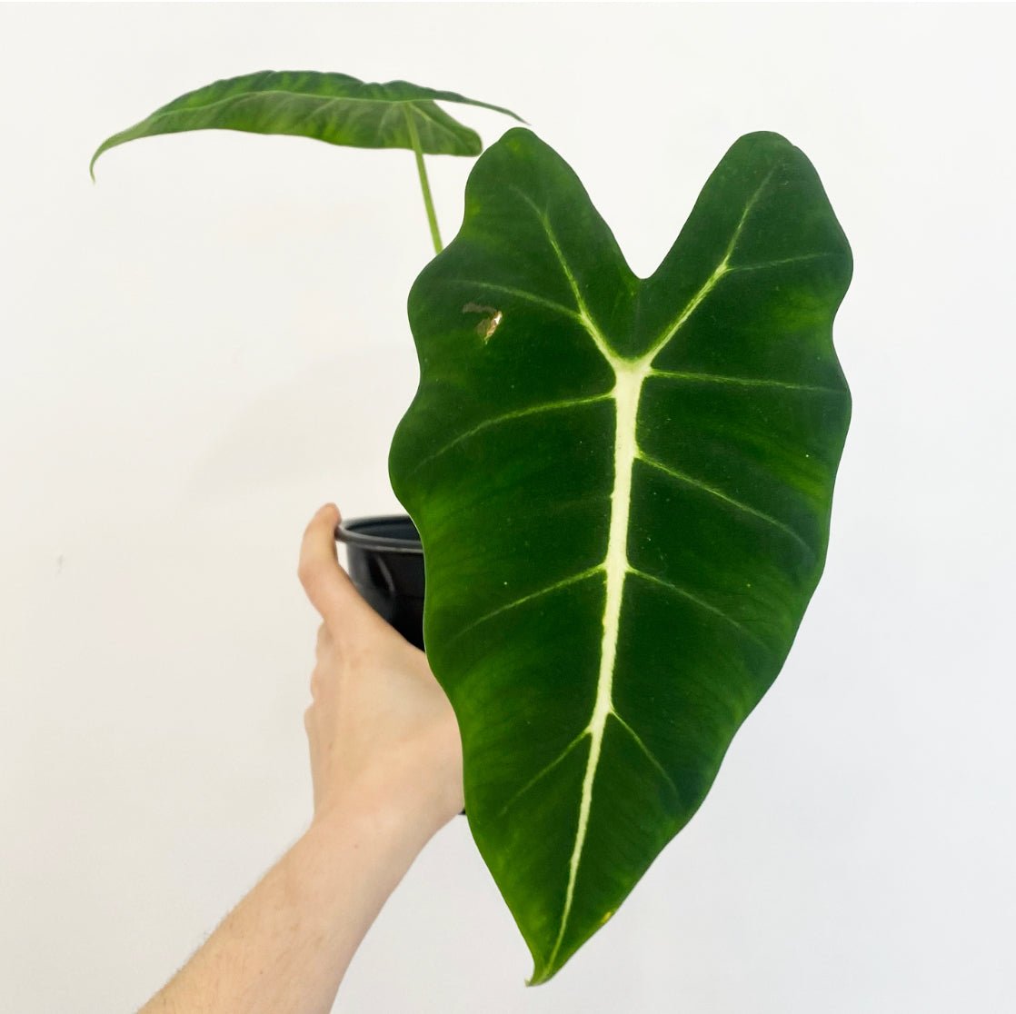 Alocasia 'Frydek' - The Plant Lady SF