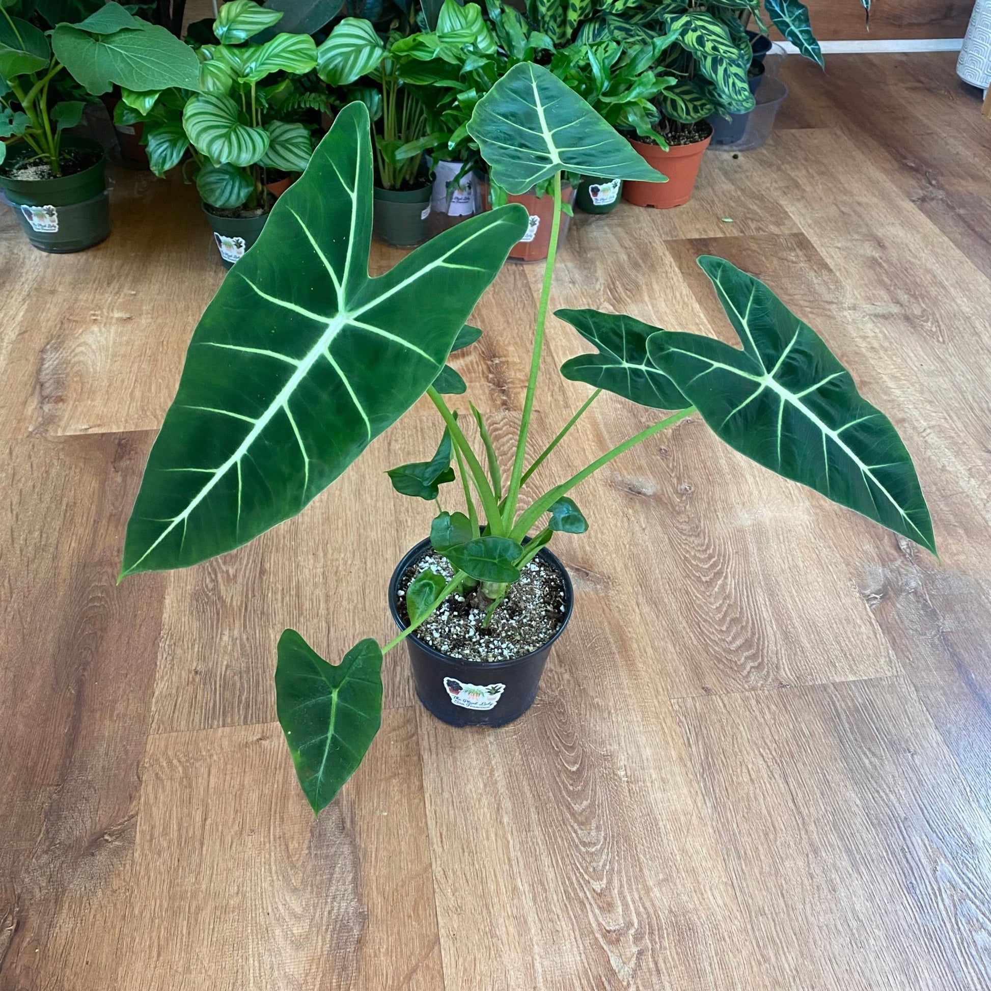 Alocasia 'Frydek' - The Plant Lady SF