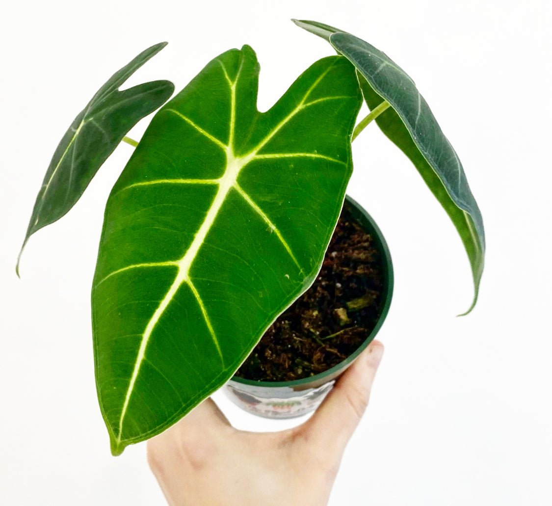 Alocasia 'Frydek' - The Plant Lady SF