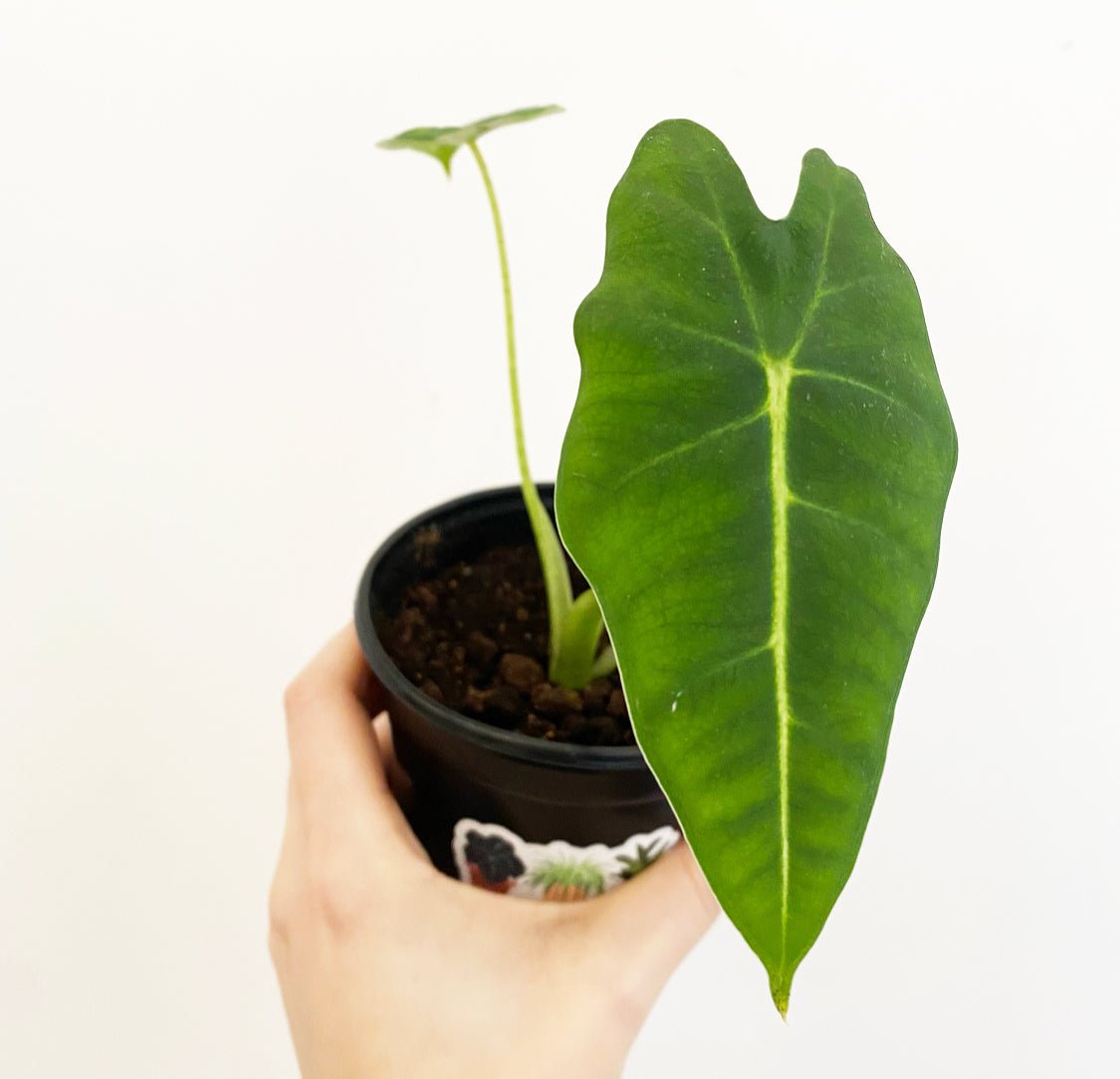 Alocasia 'Frydek' - The Plant Lady SF