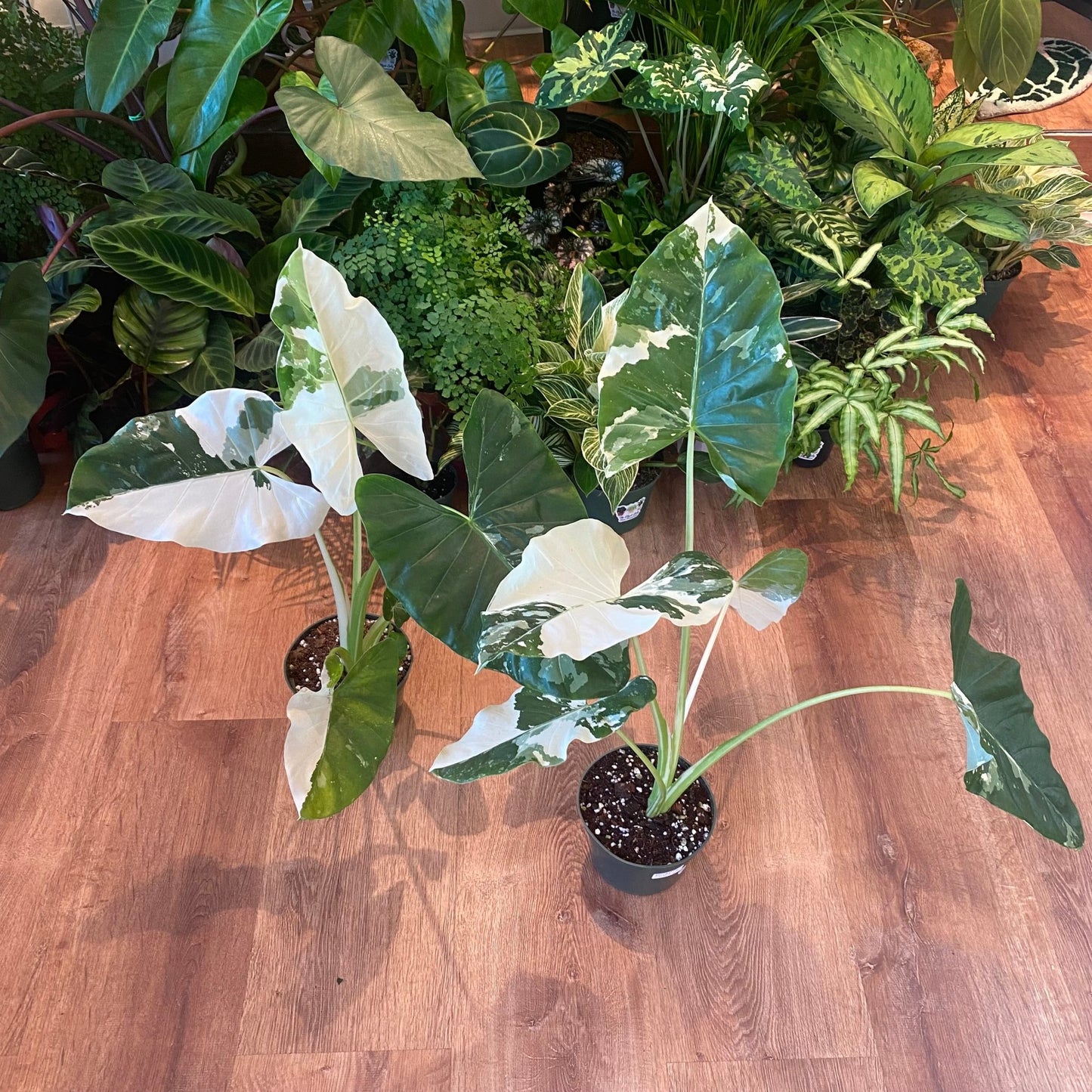 Alocasia macrorrhiza ‘Variegata Albo’ - The Plant Lady SF