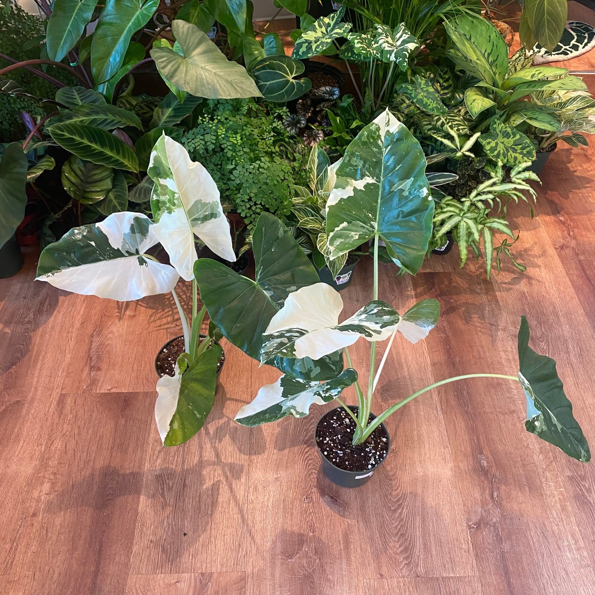 Alocasia macrorrhiza 'Variegata Albo' – The Plant Lady SF