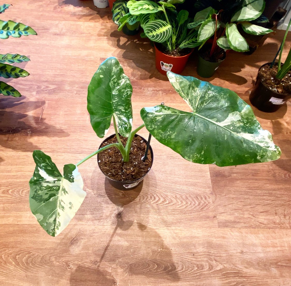 Alocasia macrorrhiza ‘Variegata Albo’ - The Plant Lady SF