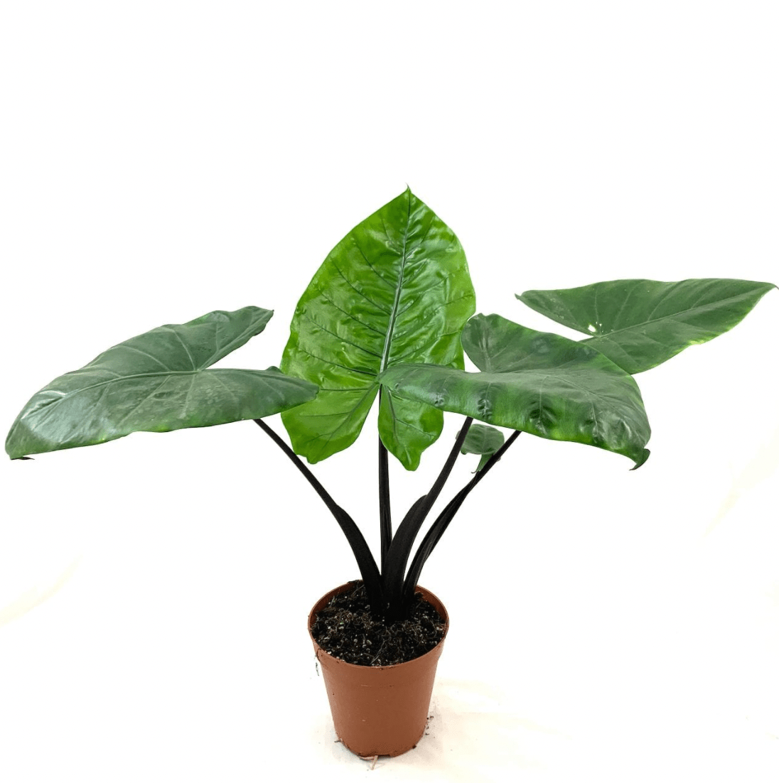 alocasia black stem elephant ear plant Alocasia macrorrhizos 'Black Stem' – The Plant Lady SF