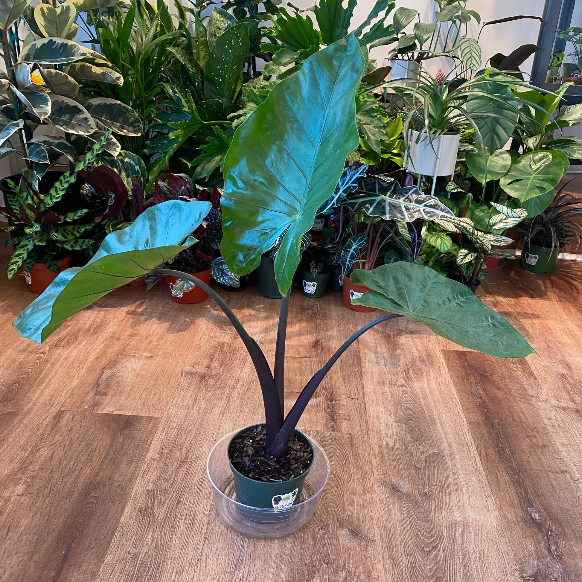 black stemmed elephant ear plant Alocasia macrorrhizos 'Black Stem' – The Plant Lady SF