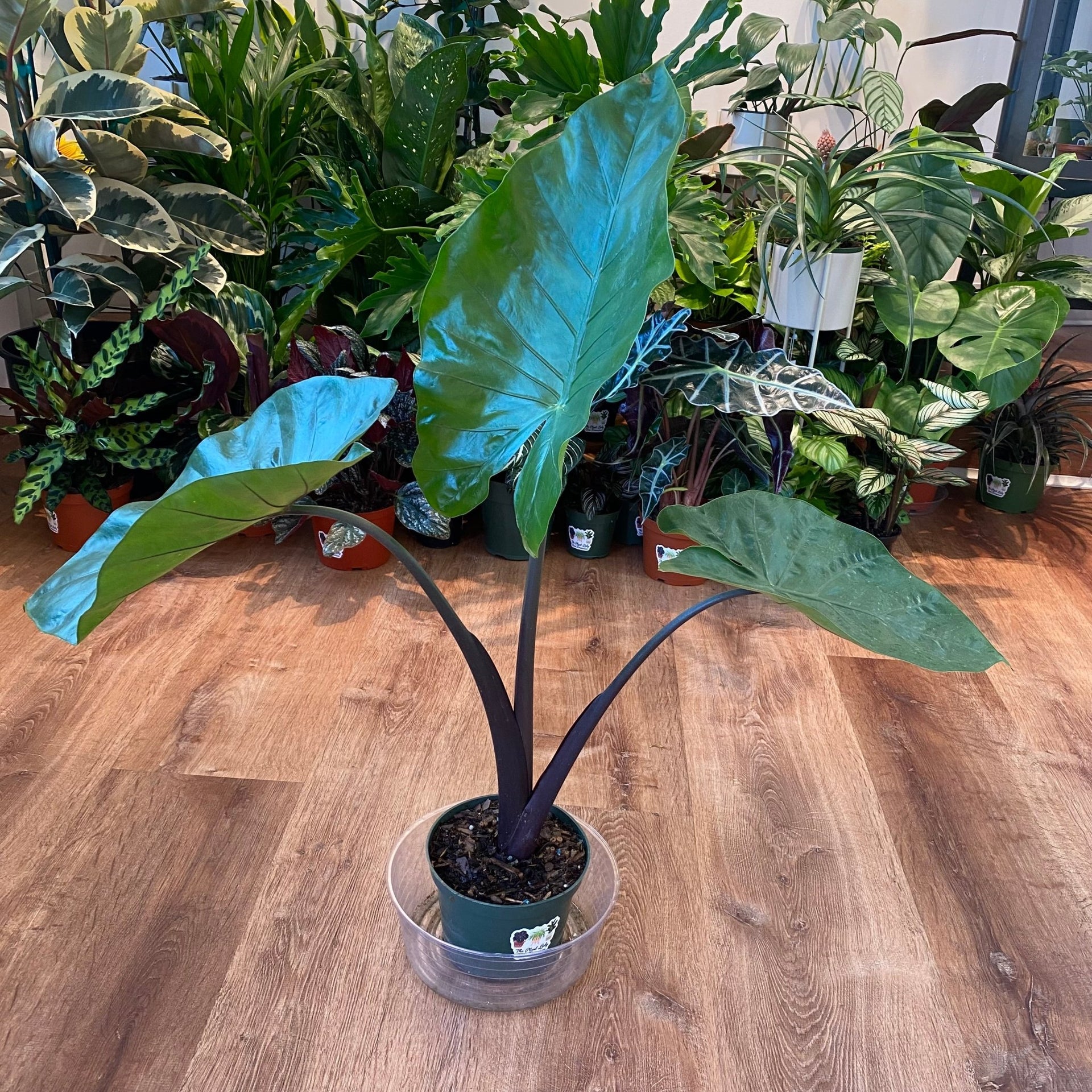 Alocasia macrorrhizos 'Black Stem' – The Plant Lady SF