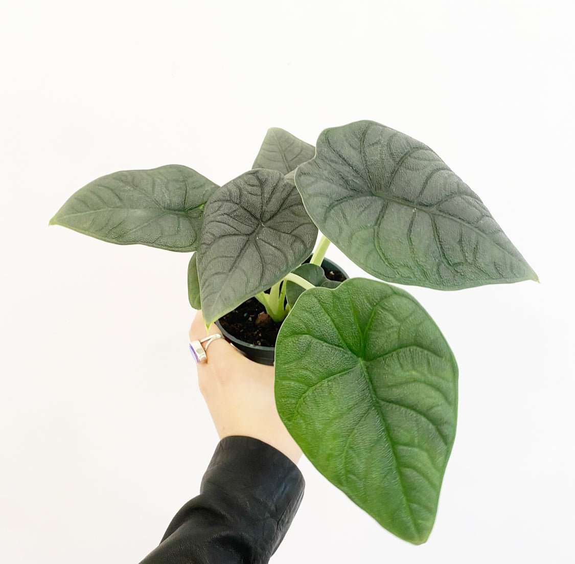 Alocasia melo - The Plant Lady SF