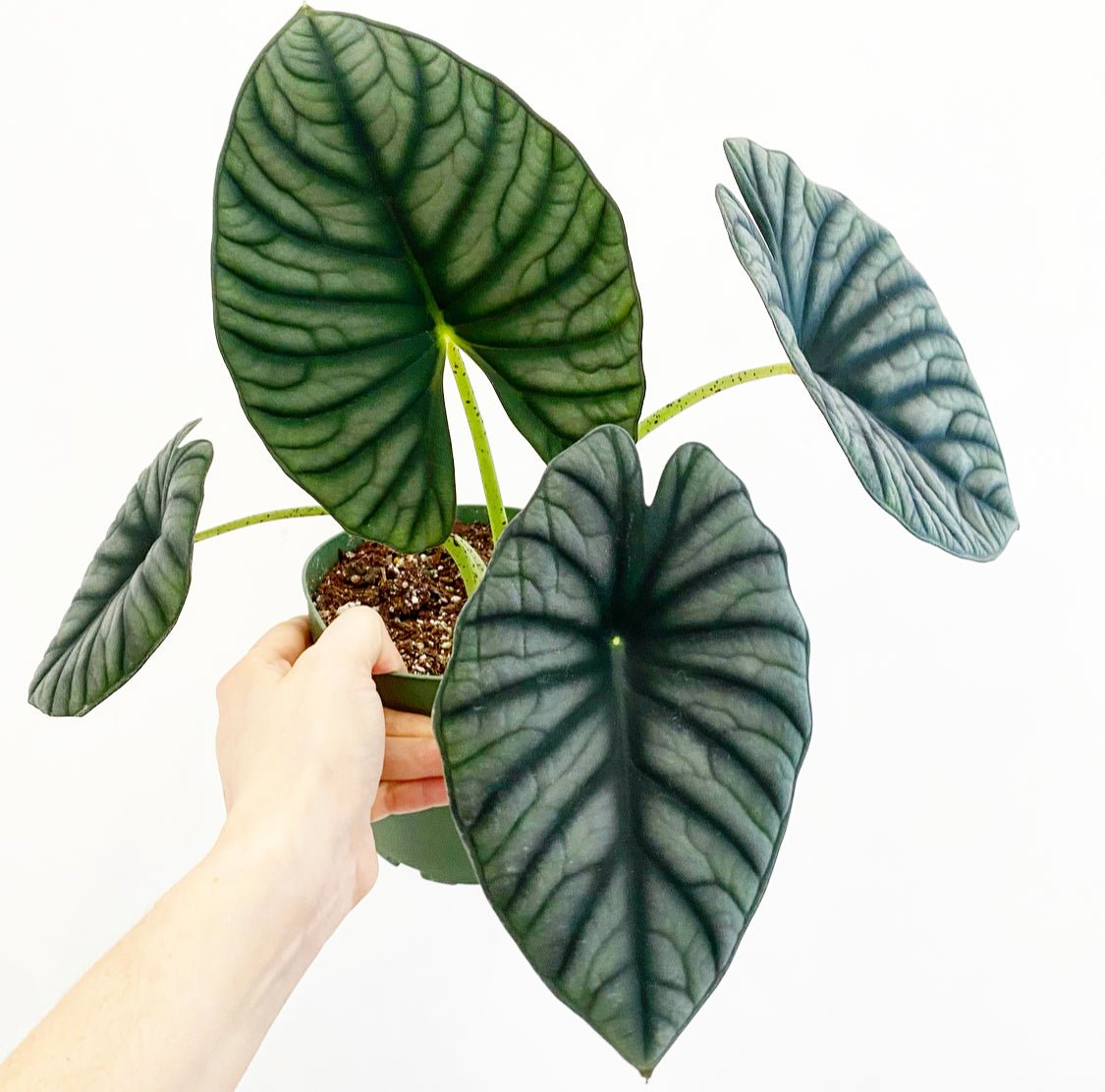 Alocasia ‘Nebula’ - The Plant Lady SF
