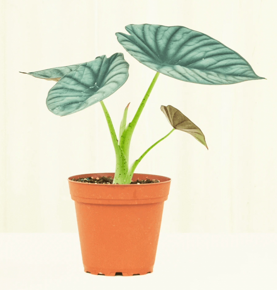 Alocasia ‘Nebula’ - The Plant Lady SF