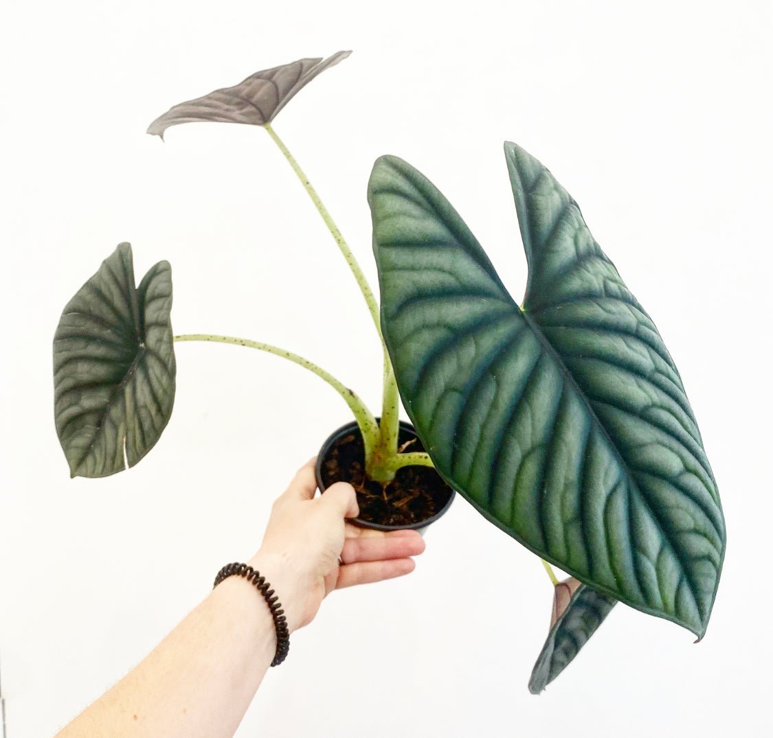 Alocasia ‘Nebula’ - The Plant Lady SF