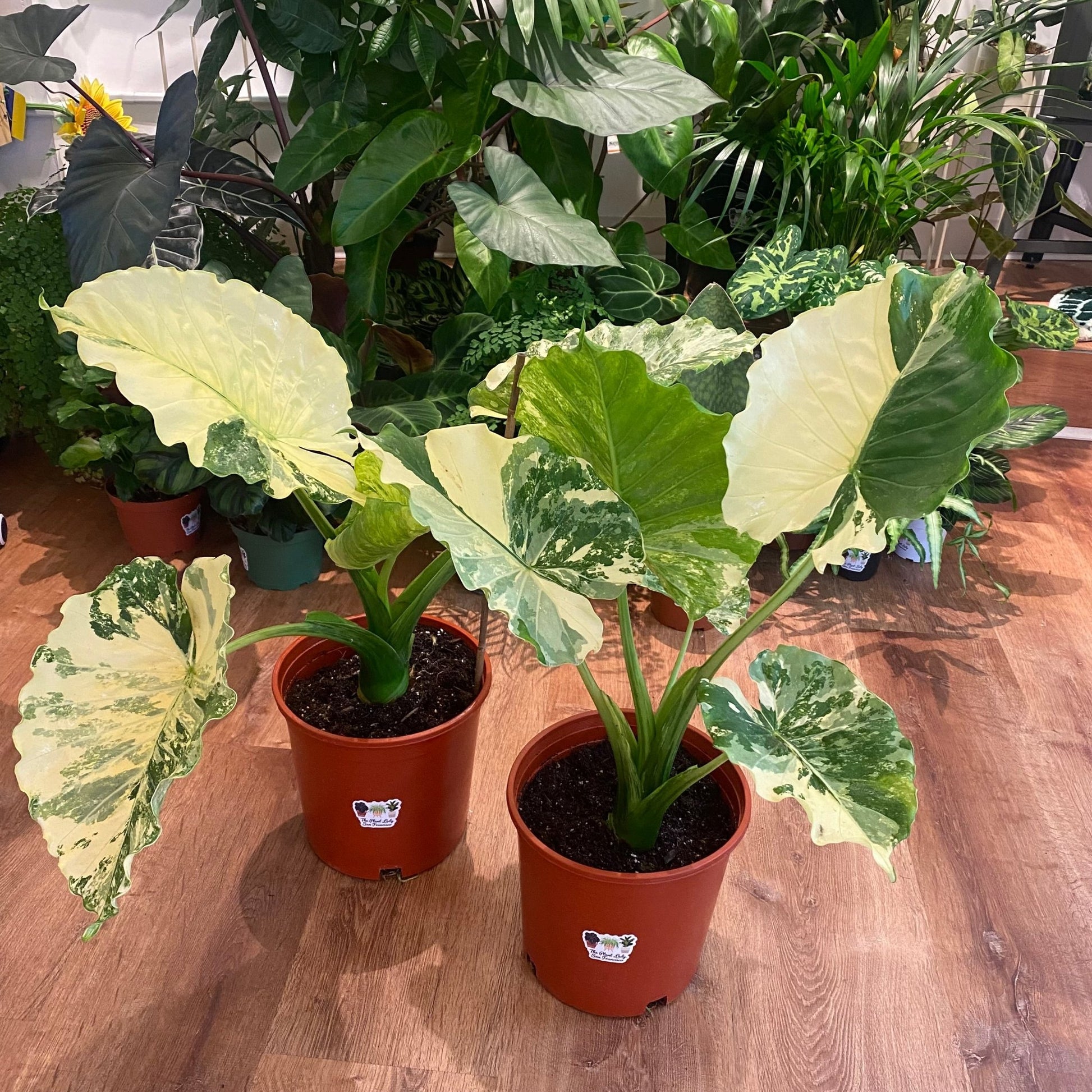 variegated large elephant ear plants Alocasia gageana variegated – The Plant Lady SF