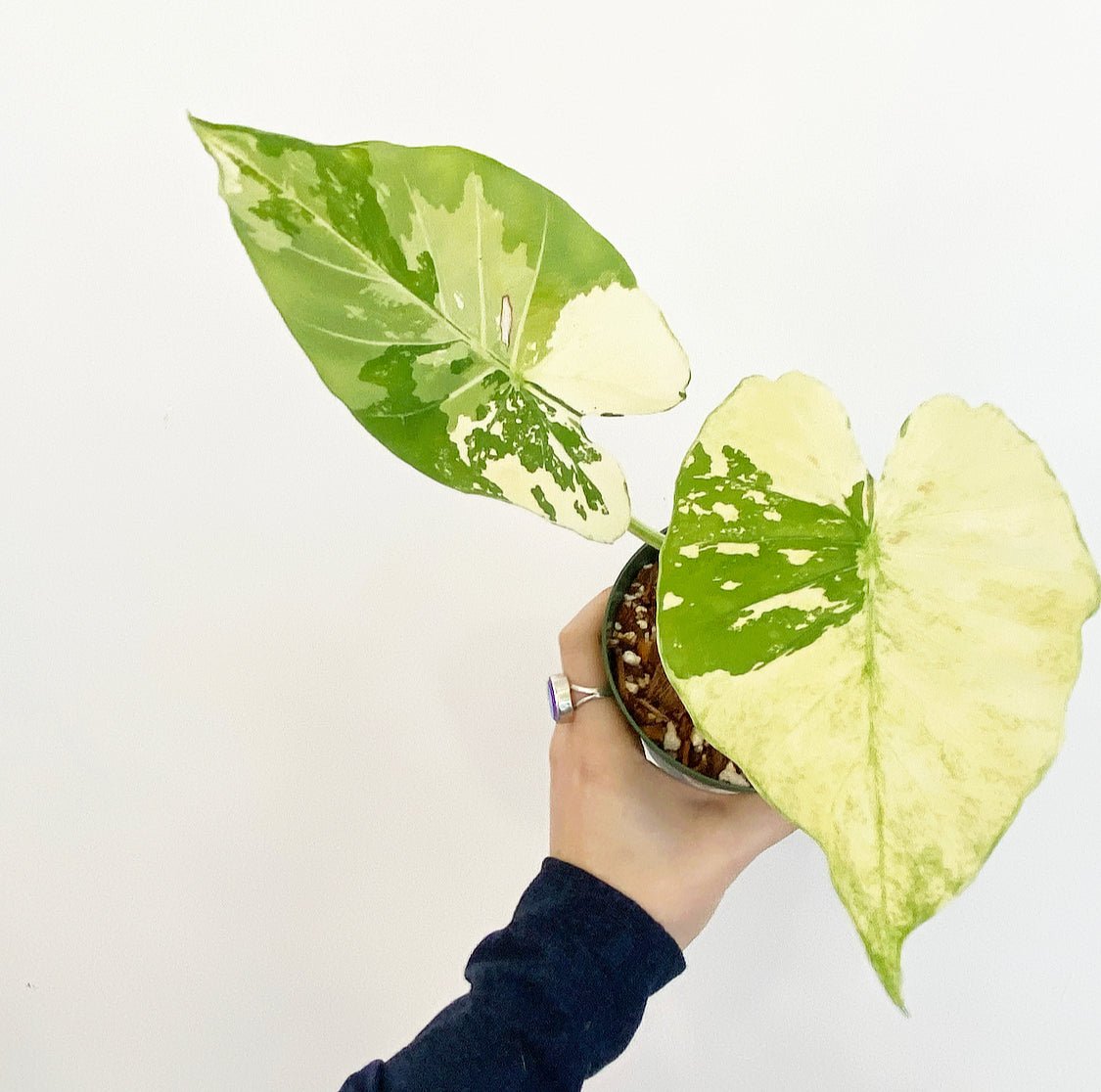 variegated alocasia elephant ear plant Alocasia gageana variegated – The Plant Lady SF