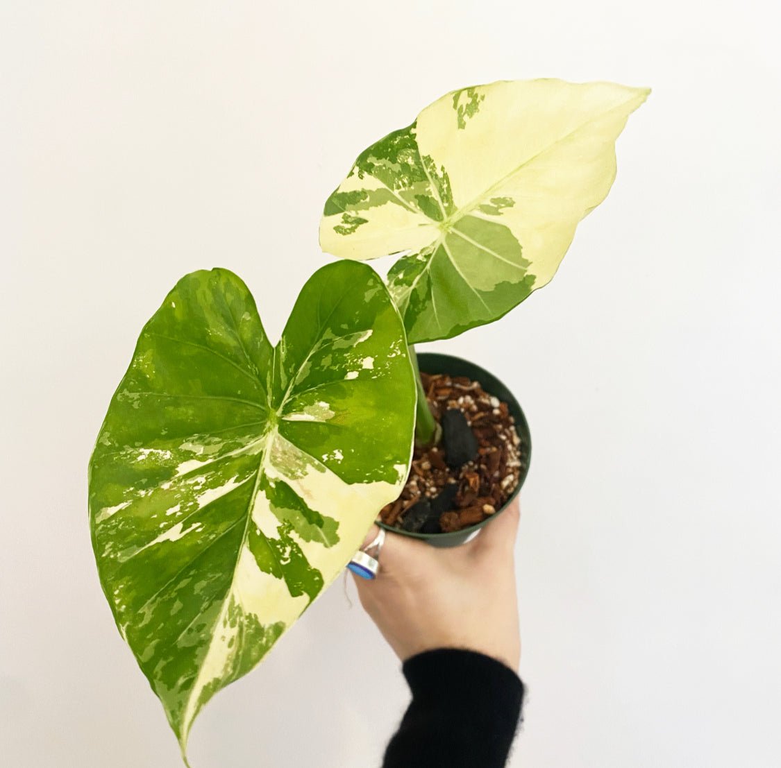 Alocasia odora 'Gageana' - The Plant Lady SF