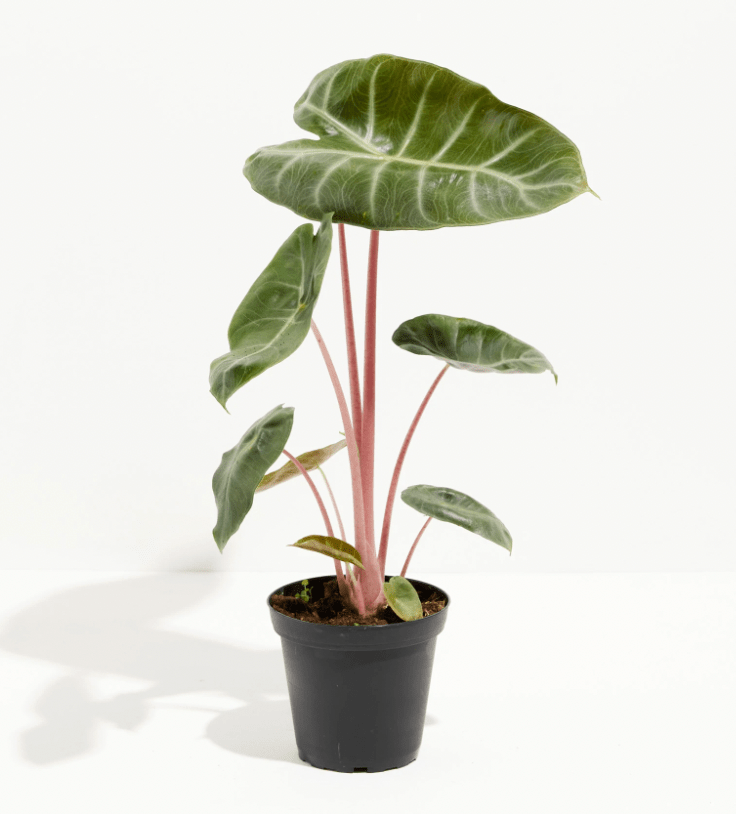 Alocasia 'Pink Dragon' AKA "Morocco" - The Plant Lady SF