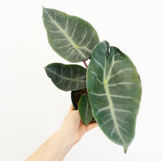 Alocasia 'Pink Dragon' AKA "Morocco" - The Plant Lady SF