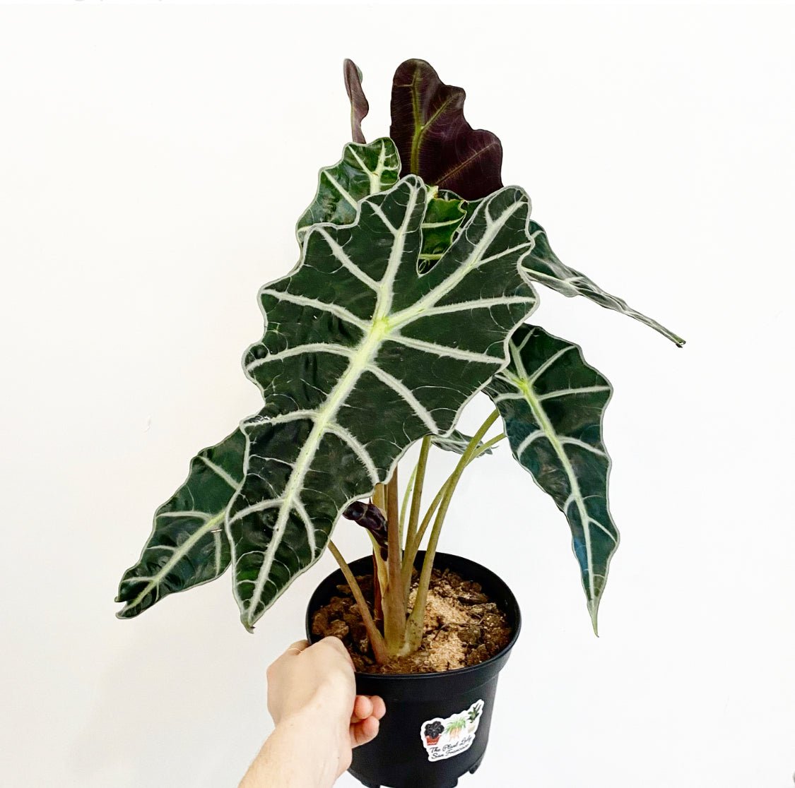 Alocasia 'Polly' - The Plant Lady SF