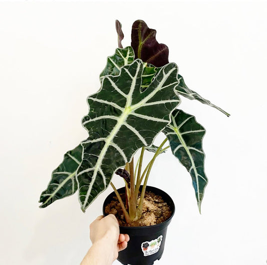 Alocasia 'Polly' - The Plant Lady SF