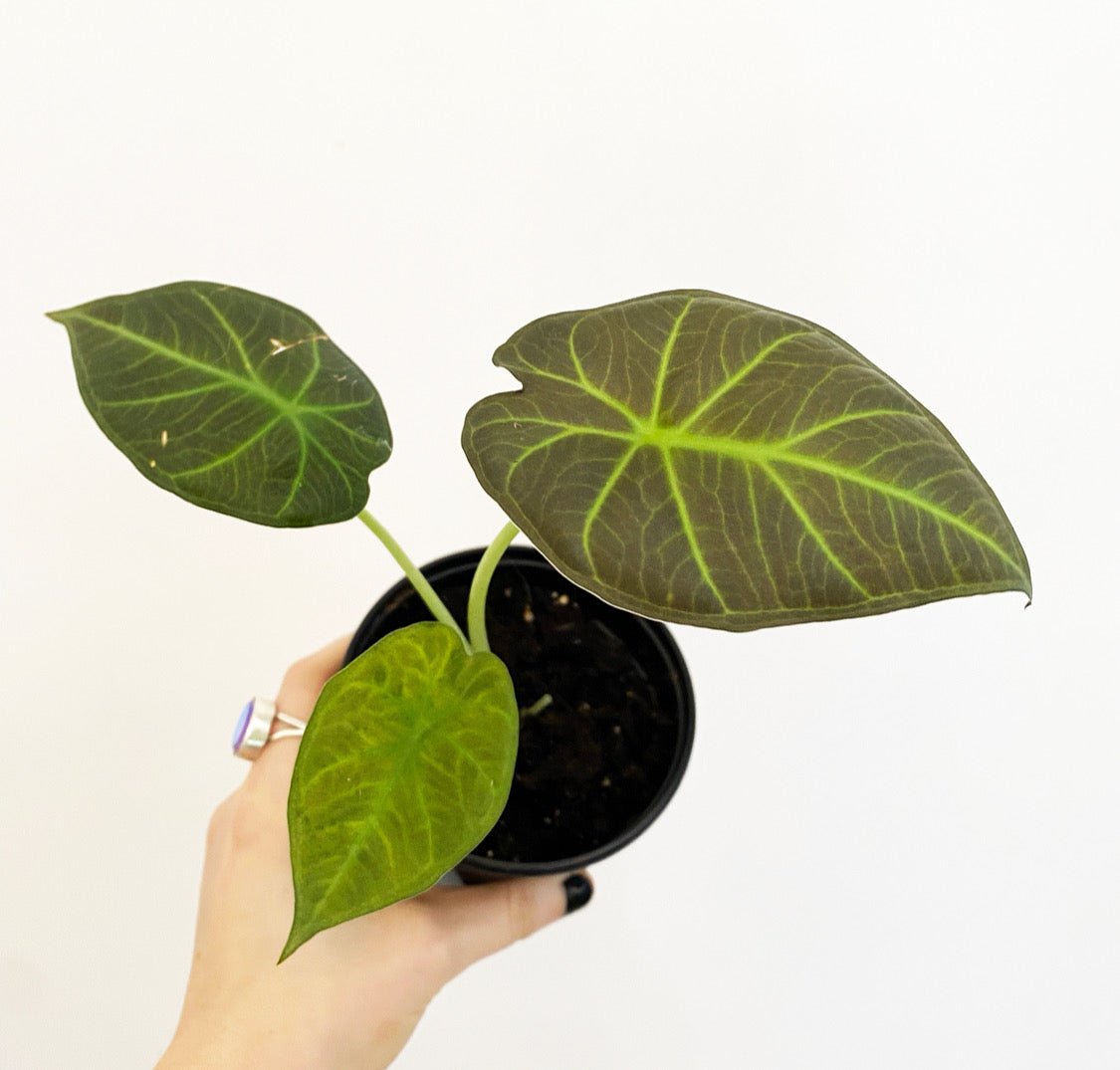 Alocasia 'Regal Shield' - The Plant Lady SF