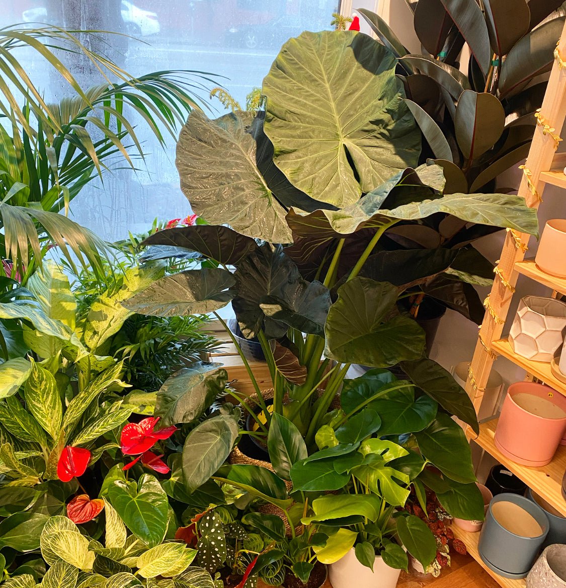 Alocasia 'Regal Shield' - The Plant Lady SF