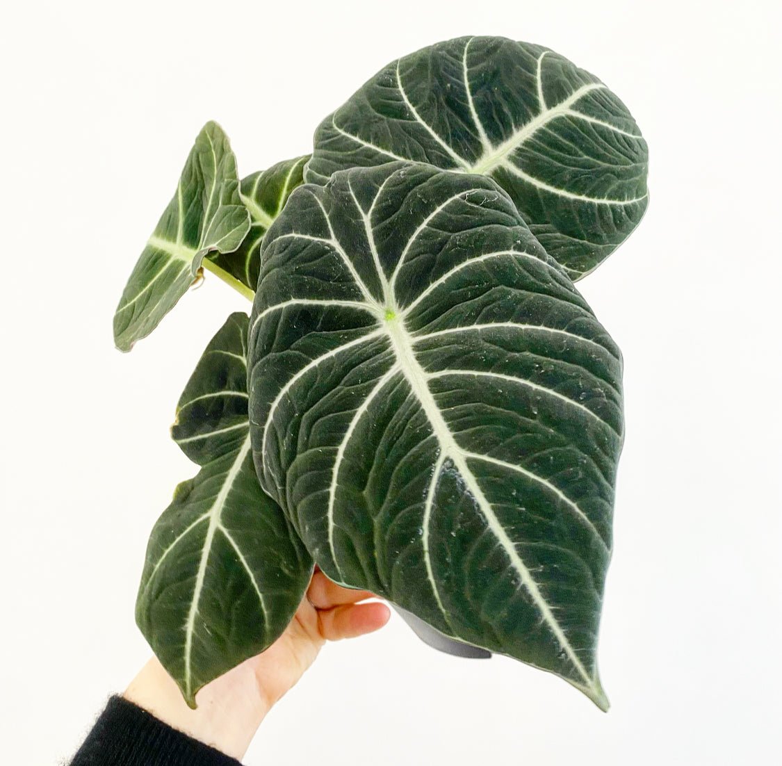 Alocasia reginula 'Black Velvet' - The Plant Lady SF