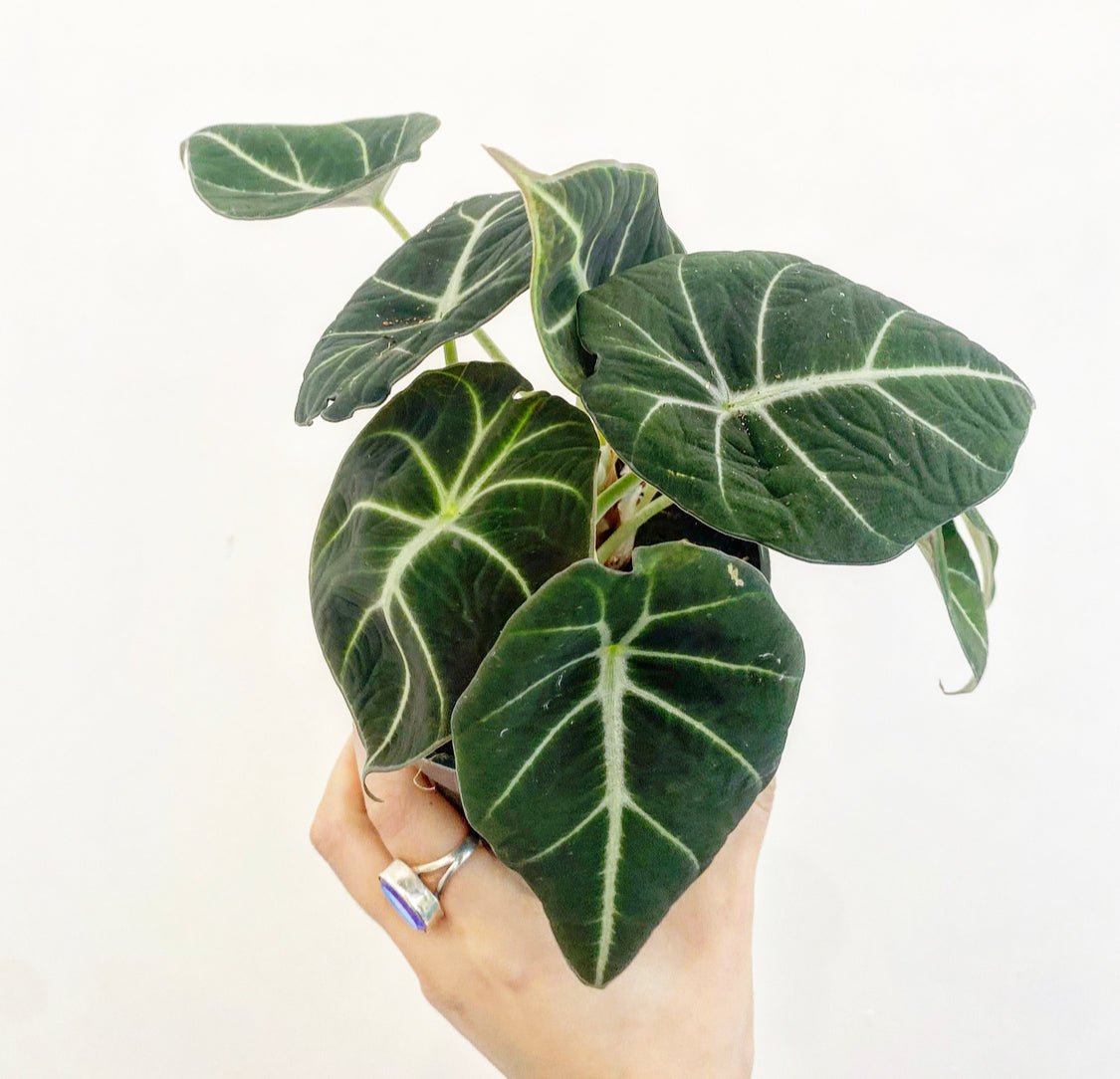 Alocasia reginula 'Black Velvet' - The Plant Lady SF