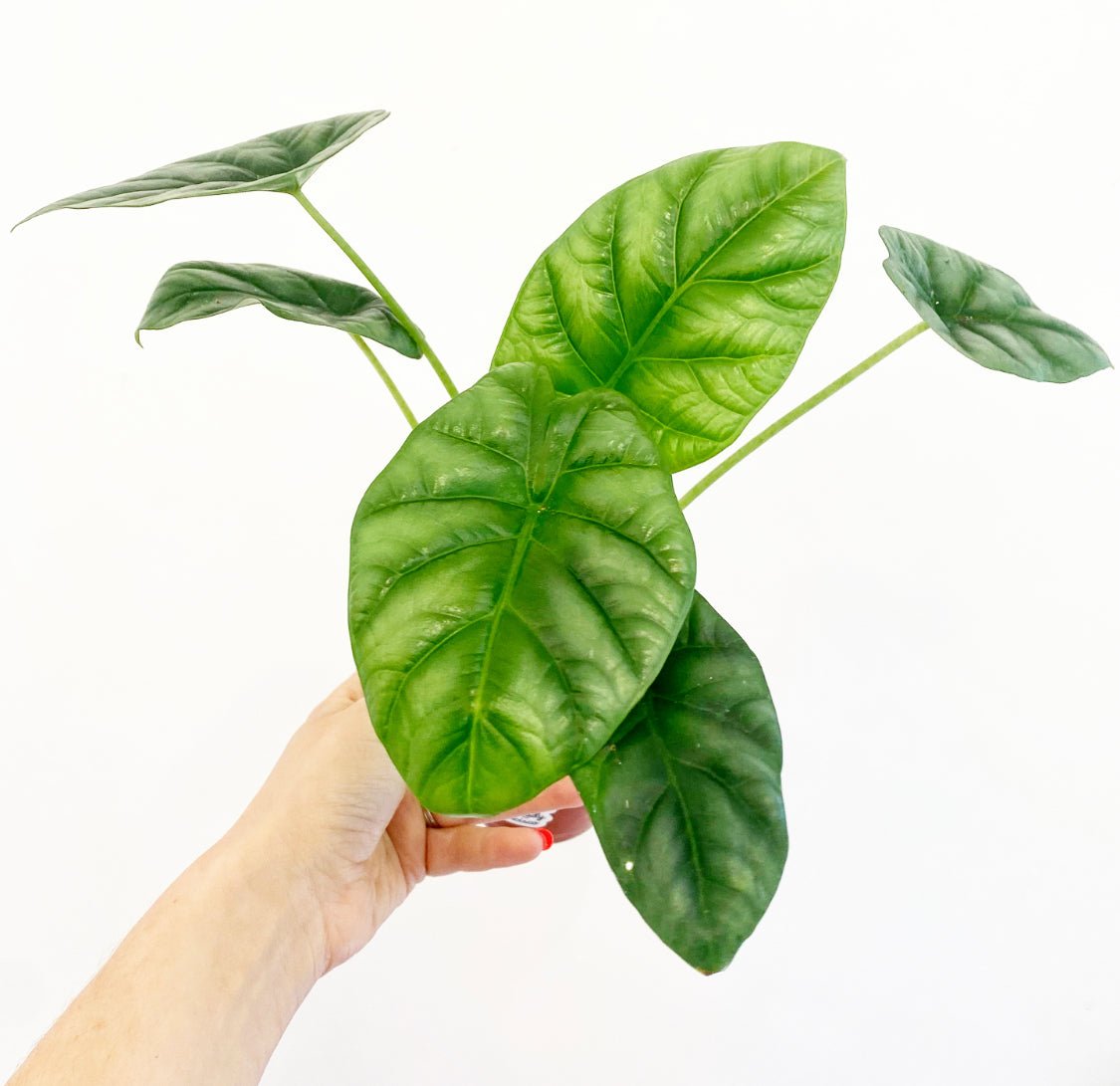 Alocasia sinuata (Quilted Dream) - The Plant Lady SF