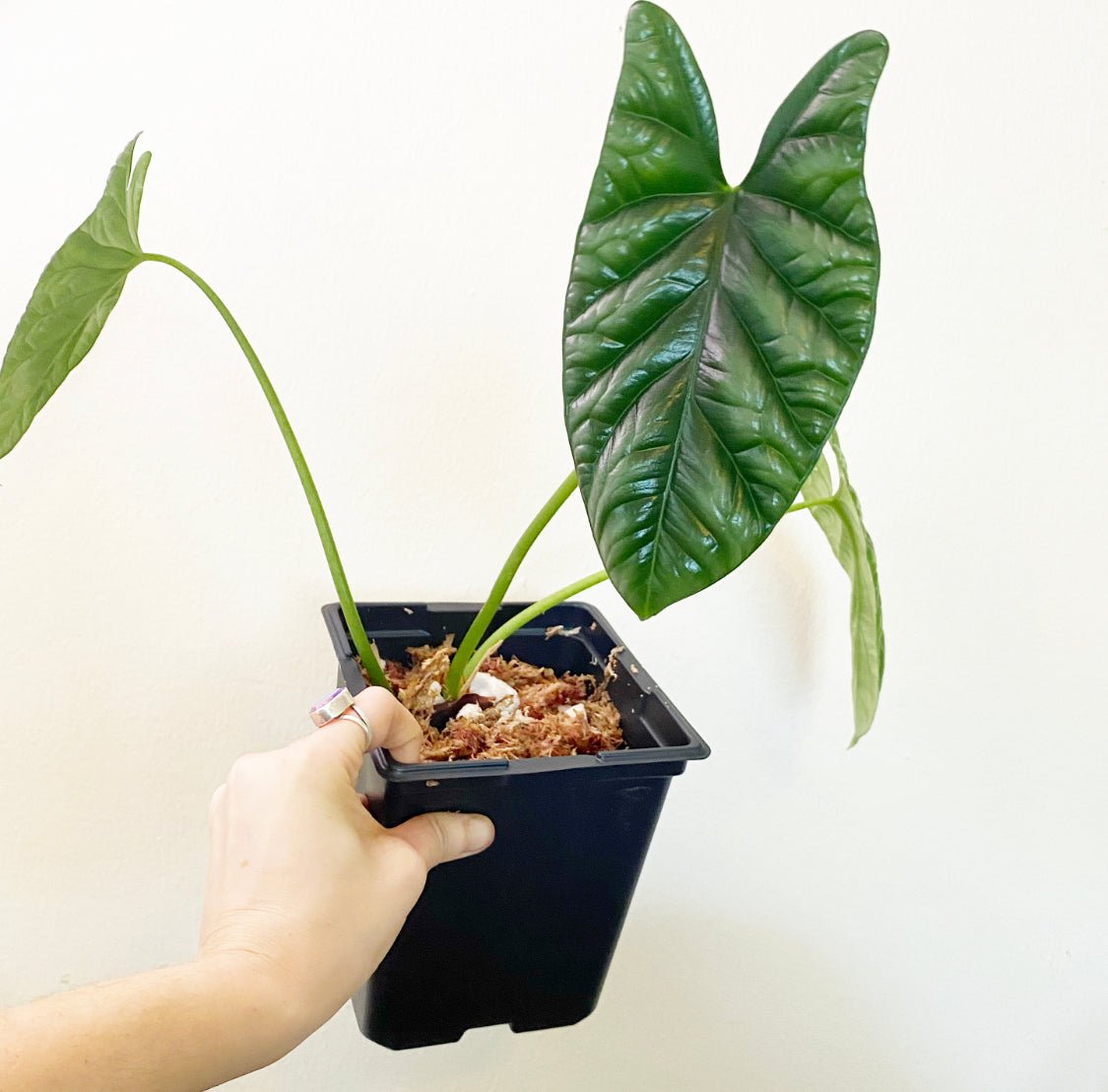 Alocasia sinuata (Quilted Dream) - The Plant Lady SF