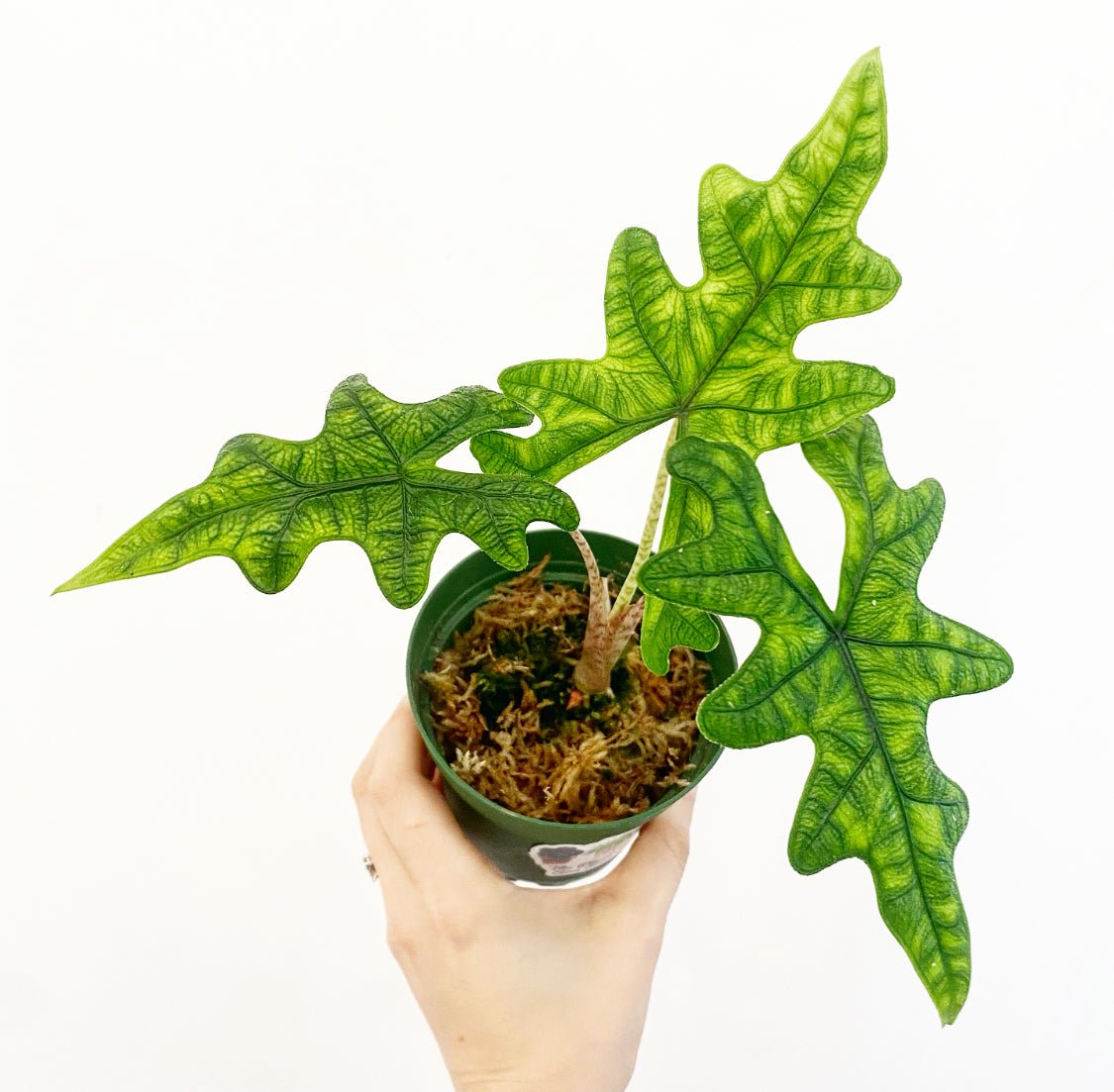 Alocasia sulawesi 'Jacklyn' - The Plant Lady SF