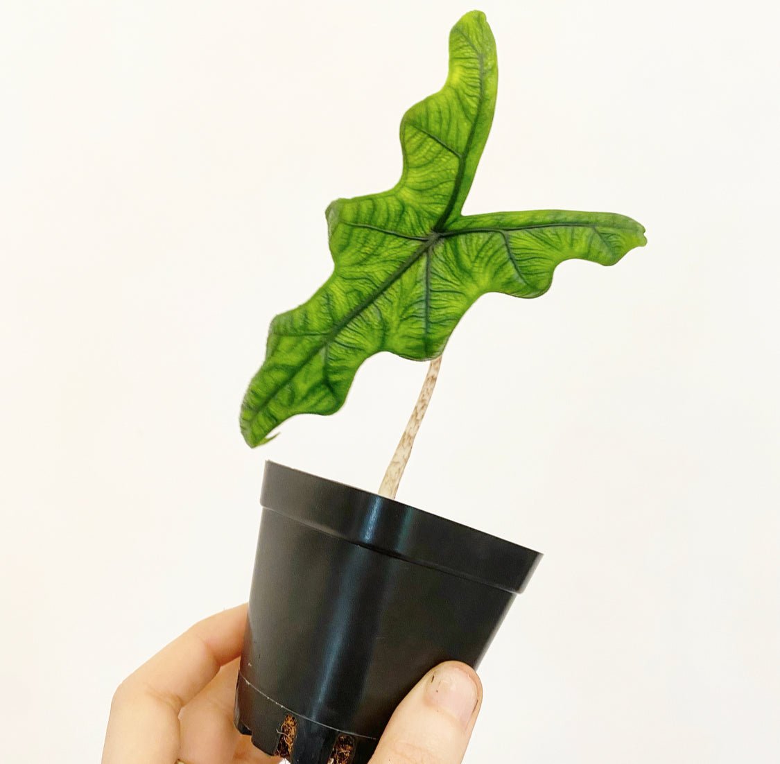 Alocasia sulawesi 'Jacklyn' - The Plant Lady SF