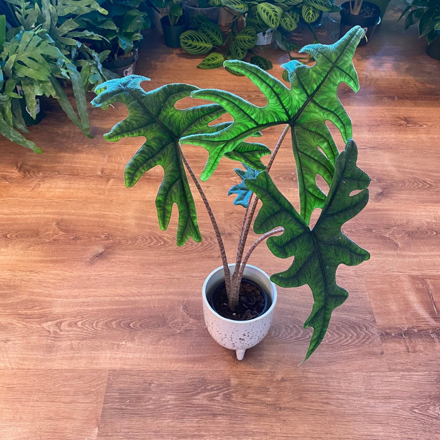 Alocasia sulawesi 'Jacklyn' - The Plant Lady SF