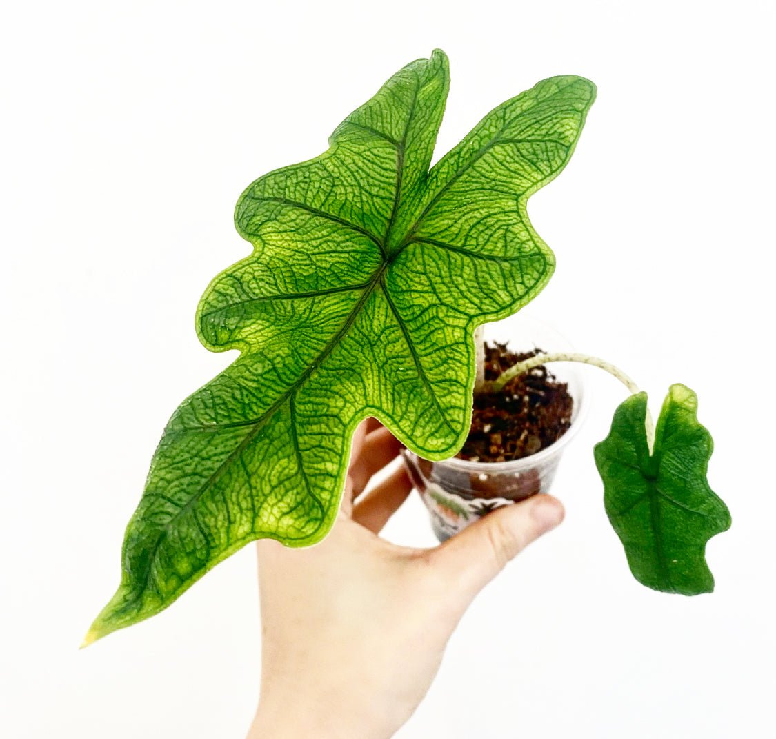 Alocasia sulawesi 'Jacklyn' - The Plant Lady SF