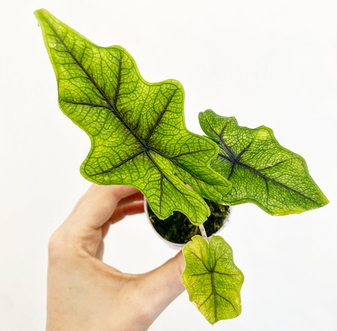 Alocasia sulawesi 'Jacklyn' - The Plant Lady SF