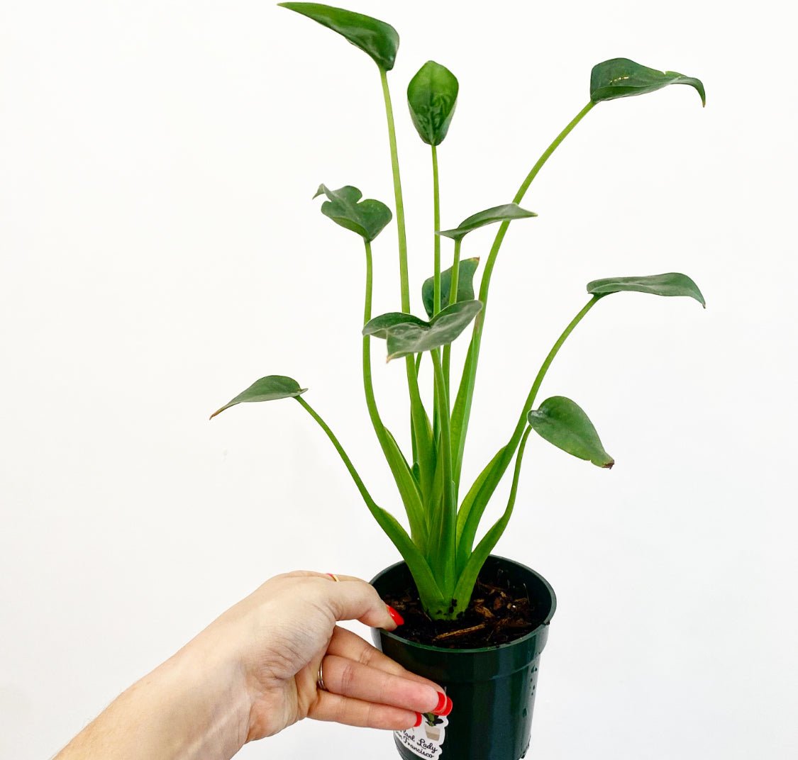 Alocasia 'Tiny Dancer' - The Plant Lady SF