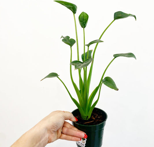 Alocasia 'Tiny Dancer' - The Plant Lady SF
