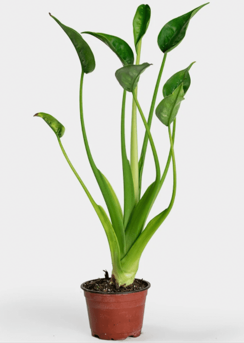 Alocasia 'Tiny Dancer' - The Plant Lady SF