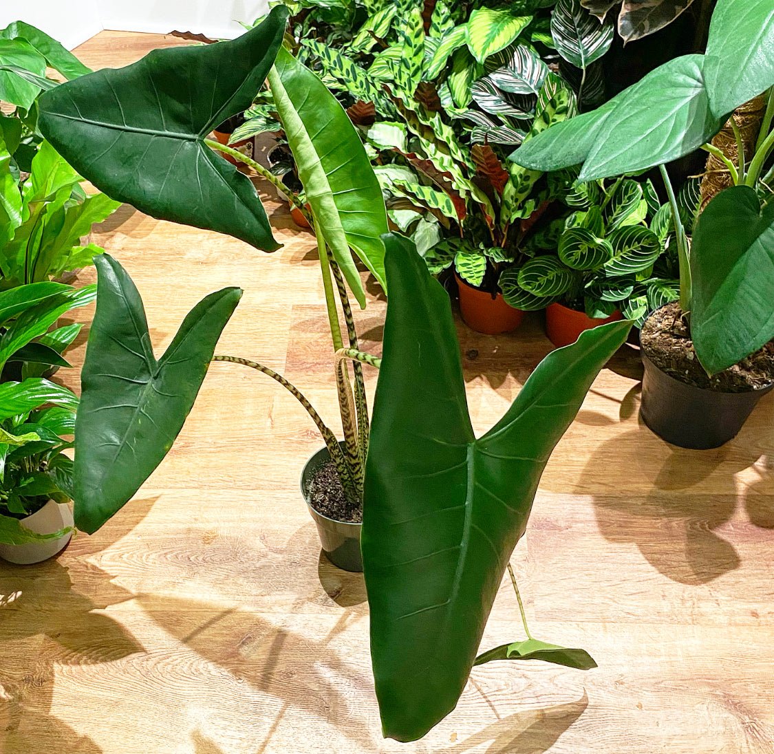 Alocasia zebrina - The Plant Lady SF