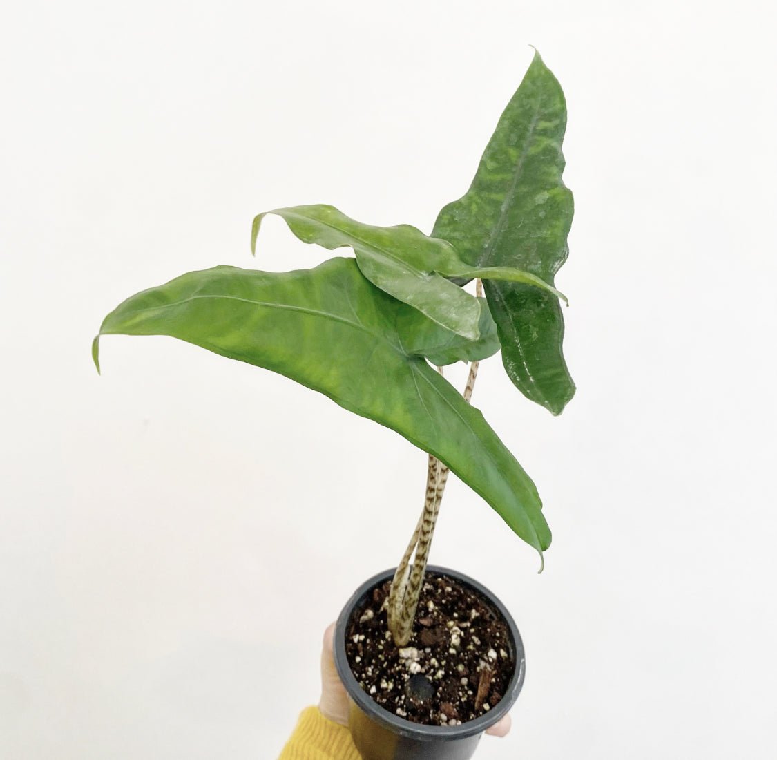 Alocasia zebrina - The Plant Lady SF